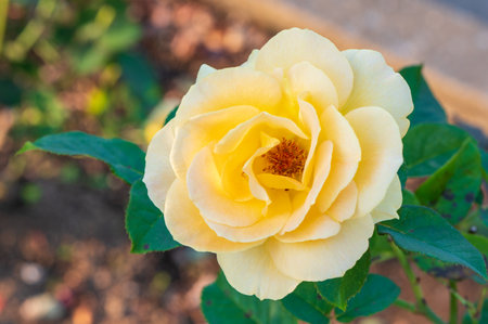 Beautiful yellow rose in garden, Roses are beautiful with a beautiful sunny day.の写真素材