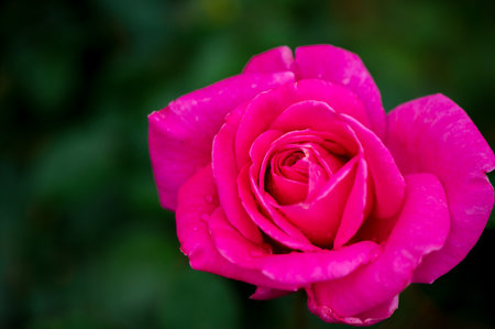 Beautiful pink rose with water drops on petals, close upの写真素材