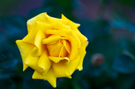 Beautiful yellow rose in the garden. Shallow depth of field.の写真素材