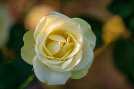 White rose in the garden. Selective focus and small depth of field.の写真素材