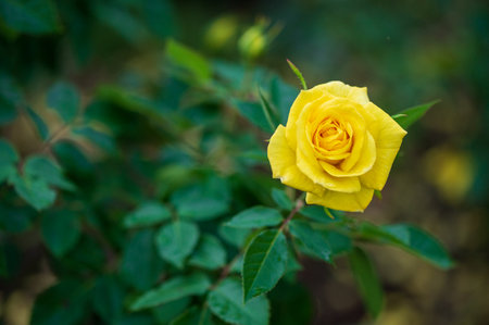 Yellow rose in the garden. Selective focus and shallow depth of field.の写真素材