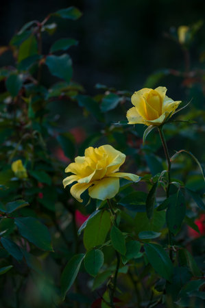 Beautiful yellow rose in the garden on a background of green leavesの写真素材