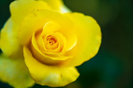 Yellow rose with water drops on petals. Shallow depth of fieldの写真素材