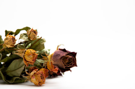 Dried roses on a white background with copy space for text.の写真素材