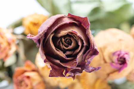 dried roses in a vase on a white background. macroの写真素材