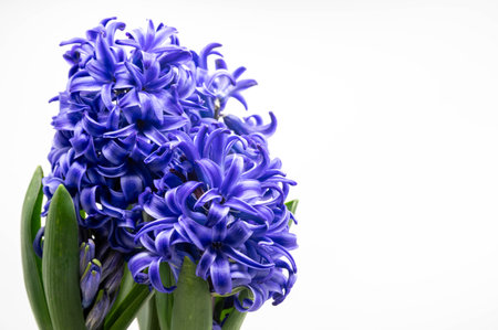 Blue hyacinth flowers isolated on white background with copy space.の写真素材