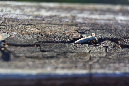 Old Wood weather warn wood with nail outdoors texture sunny dayの写真素材