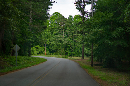 street view back road country green tall trees bending road turningの写真素材