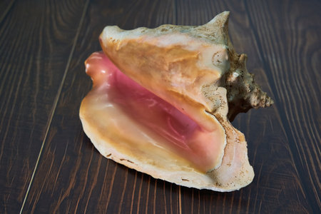 tropical sea shell conch snail bright pink interior on wood floor detailed shell caribbeanの写真素材