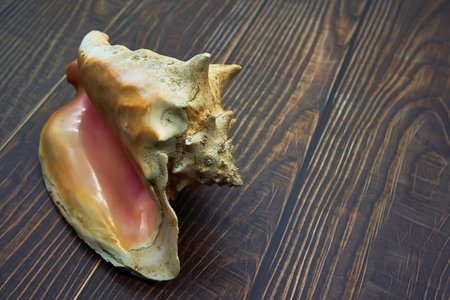 tropical sea shell conch snail bright pink interior on wood floor detailed shell caribbeanの写真素材