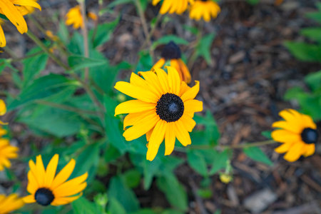 close up yellow sun flower plant outdoors green leaves in soil seasonal flowerの写真素材