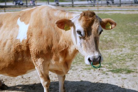 Dairy cowsの写真素材