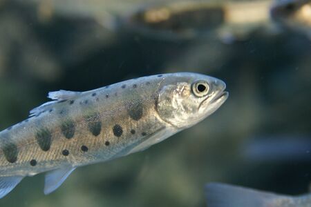 Yamame troutの写真素材