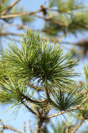 Pine treesの写真素材