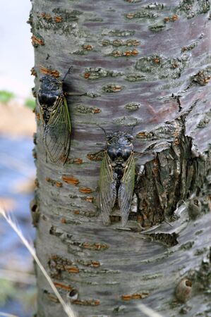 Cicadaの写真素材