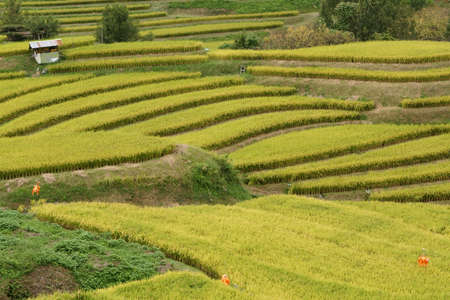 Osaka chihayaakasaka, terraced rice fieldsの写真素材