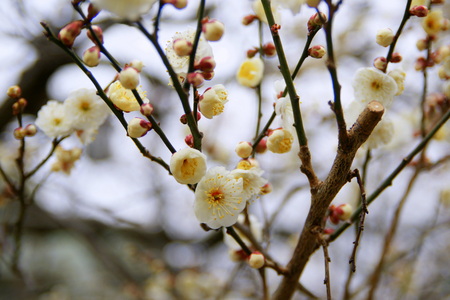 Plum blossomの写真素材