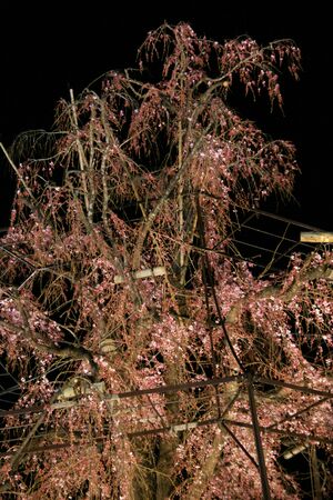 Cherry blossomsの写真素材