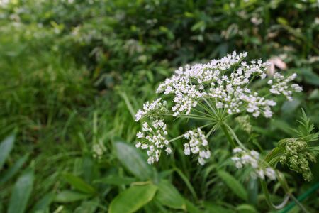 Alpine plant at Shinshu Kamikochiの写真素材