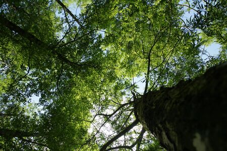 Forests in Japanの写真素材