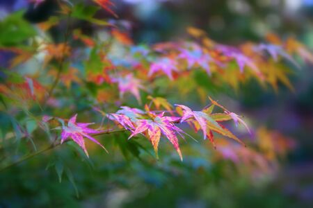 Japan autumnの写真素材