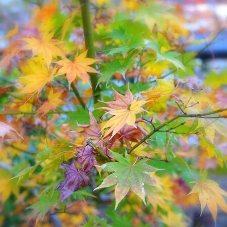 Japan autumnの写真素材