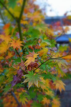 Japan autumnの写真素材