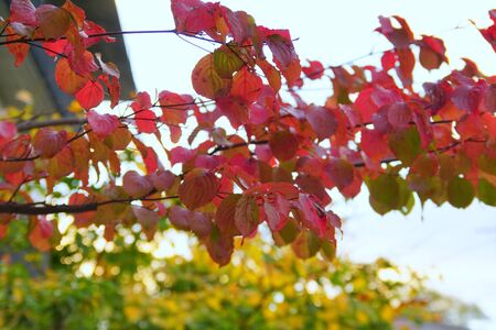 Japan autumnの写真素材
