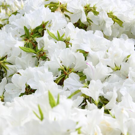 The White Flower of Satsukiの写真素材