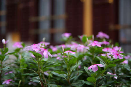Pink flowersの写真素材