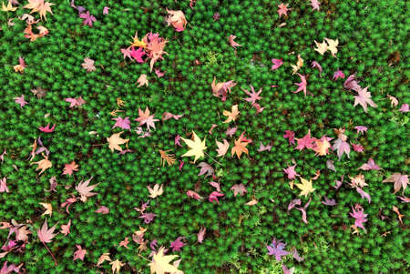 Autumn leaves in the Japanese gardenの写真素材