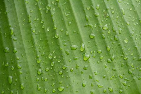 droplets on banana leafの写真素材
