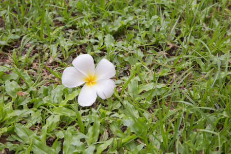 white plumeria flowerの写真素材