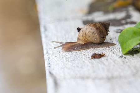 Close up snailの写真素材