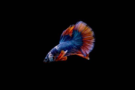 siamese fighting fishの写真素材