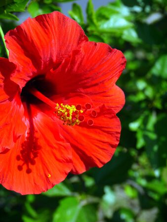 hibiscusの写真素材