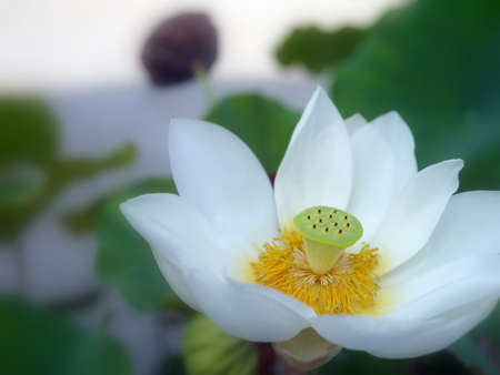 lotus flowerの写真素材