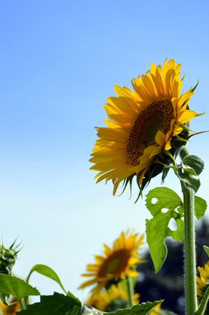 sunflowerの写真素材