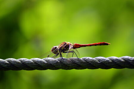 dragonflyの写真素材