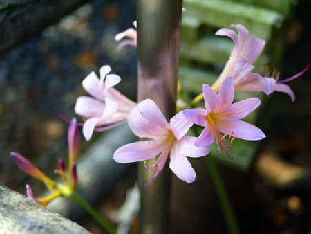 narcissusの写真素材