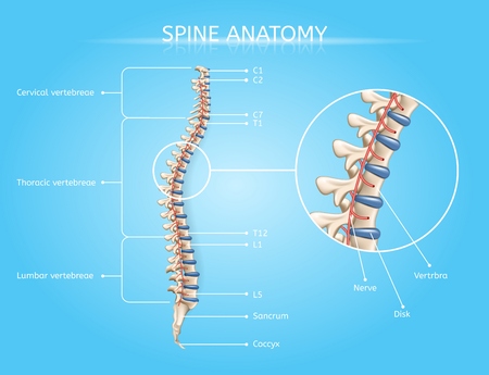 Vector of Spine Anatomy Vector Medical - ID:1-114960570 - Royalty Free ...