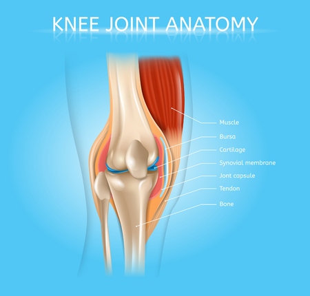 Human Knee Joint Anatomy Realistic Vector Medical Scheme with Muscles, Bones, Joint Capsule Front View Anatomical Illustration. Human Musculoskeletal System Elements Detailed Poster with Text Labelsのイラスト素材