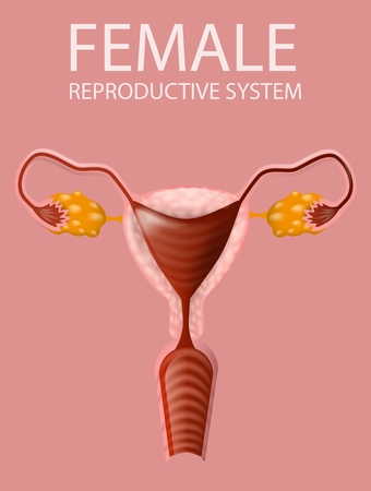 Human Anatomy. Detailed Inner Anterior Close Up View of Female Reproductive System. Woman's Genitals with Main Parts on Pink Background. Gynecology Anatomical Banner. Vector Realistic Illustration.のイラスト素材