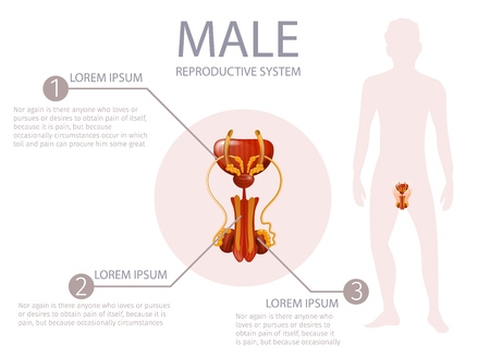 Male Reproductive System. Abstract Faceless Guy Stand on White Background. Anterior Man Genitals with All Important Components. Medical Vector Realistic Illustration, Anatomical Banner with Copy Spaceのイラスト素材