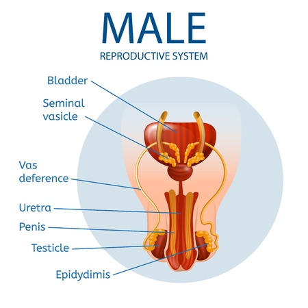 Anterior Close Up View of Man's Genitals with Main Parts Labeled Inside of Blue Circle Isolated on White Background. Male Reproductive System Anatomical Medical Banner. Vector Realistic Illustration.のイラスト素材