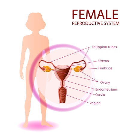 Female Reproductive System Anatomical Banner. Close Up View of Womans Genitals with All Important Components. Abstract Faceless Girl Stand on White Background. Medical Vector Realistic Illustrationのイラスト素材