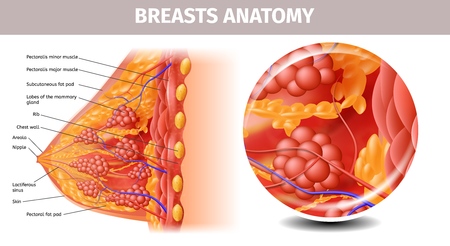 Woman Breasts Anatomy. Highly Detailed Close Up Cross Section View of Healthy Female Bust with Important Labeled Components. Aid Banner for Basic Medical l Education. Vector Realistic Illustrationのイラスト素材