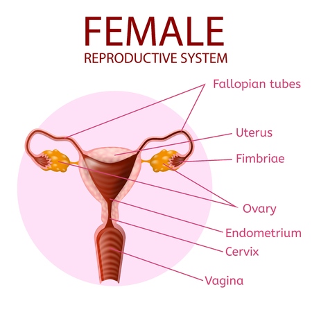 Female Reproductive System. Human Anatomy. Uterus and Ovaries Scheme with all Main Parts Labeled. Anterior View Inside of Pink Circle on White Background. Vector Realistic Illustration. Medical Bannerのイラスト素材