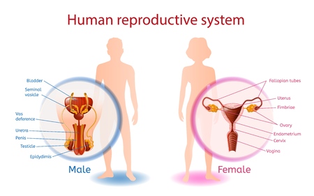 Human Reproductive System Anatomical Banner with Close Up View of Male and Female Genitals with All Components. Abstract Man and Woman on White Background. Medical Aid Vector Realistic Illustrationのイラスト素材