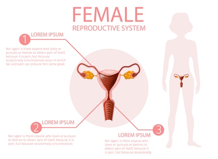 Female Reproductive System Anatomical Educational Banner. Detailed Woman's Uterus and Abstract Faceless Girl Pink Colored Silhouette Stand on White Background. Medical Vector Realistic Illustrationのイラスト素材